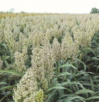 Justus csávázatlan