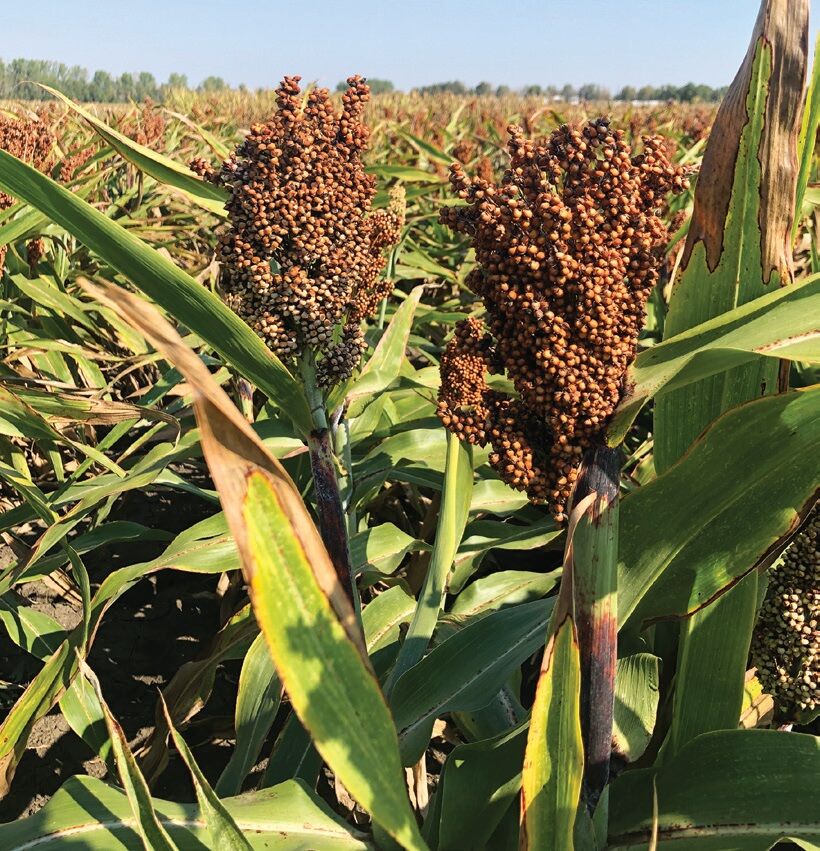 RGT AUGGUSTO Antidótummal csávázott