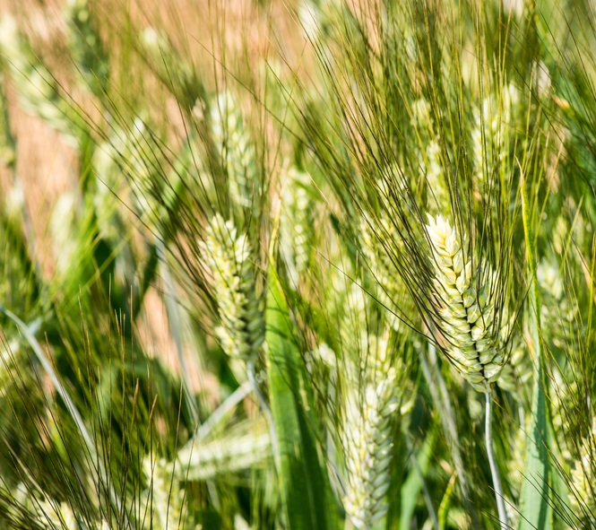 Amidur csávázott II. fok