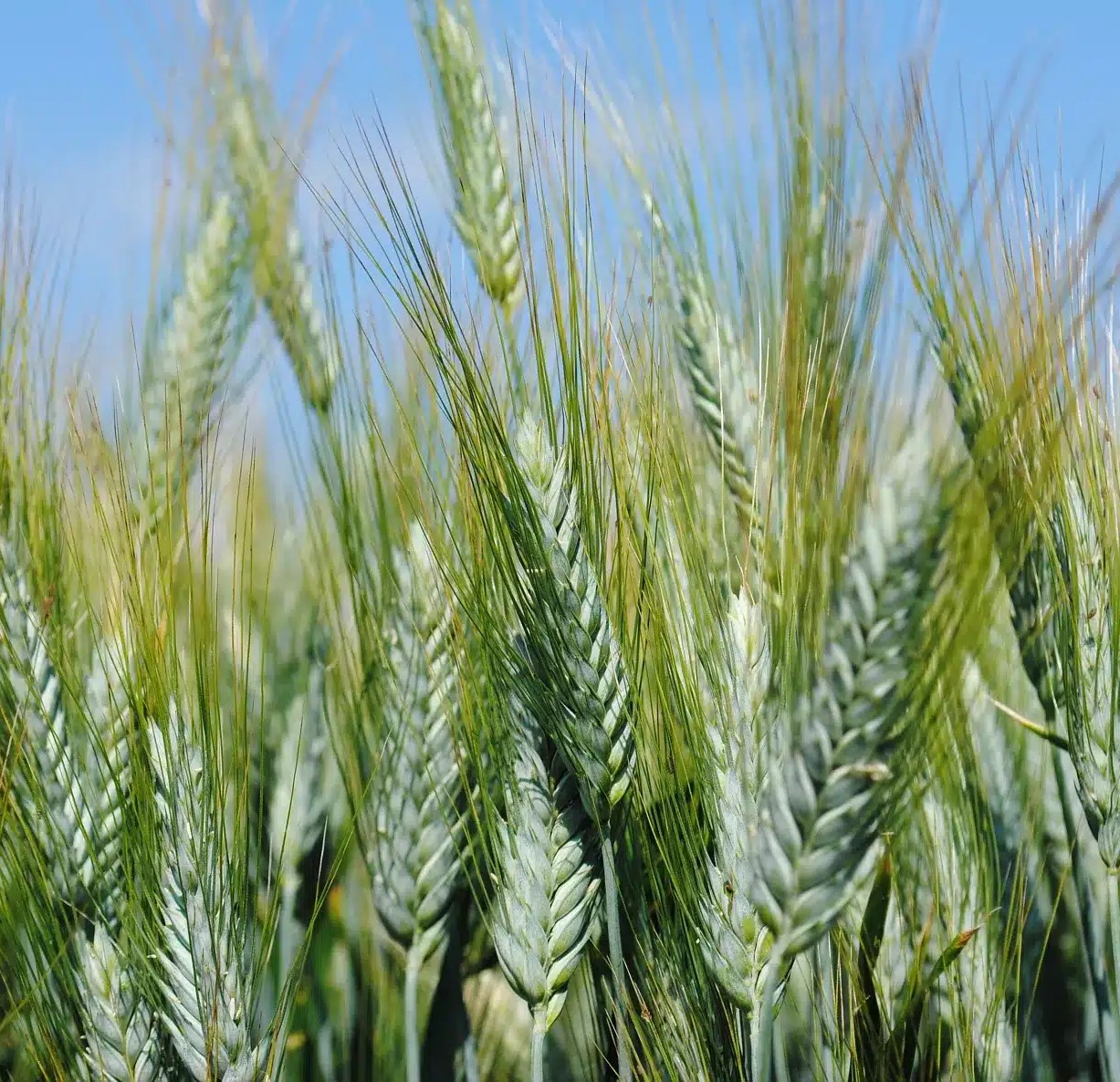 RGT Belalur csávázott II. fok