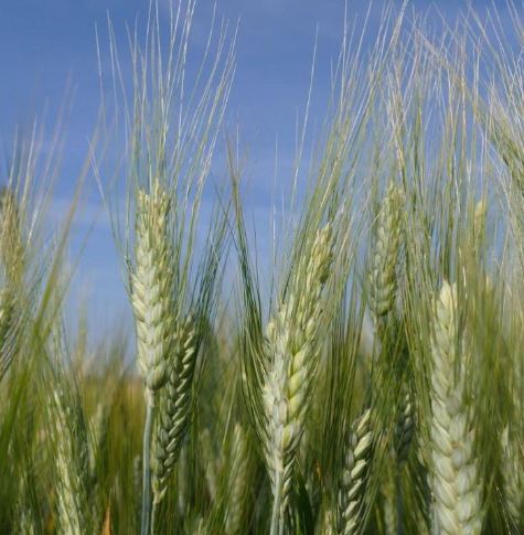 Winterstern csávázott II. fok