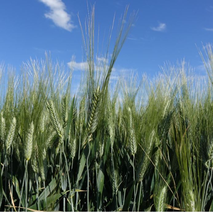 Rocaillou csávázott II. fok