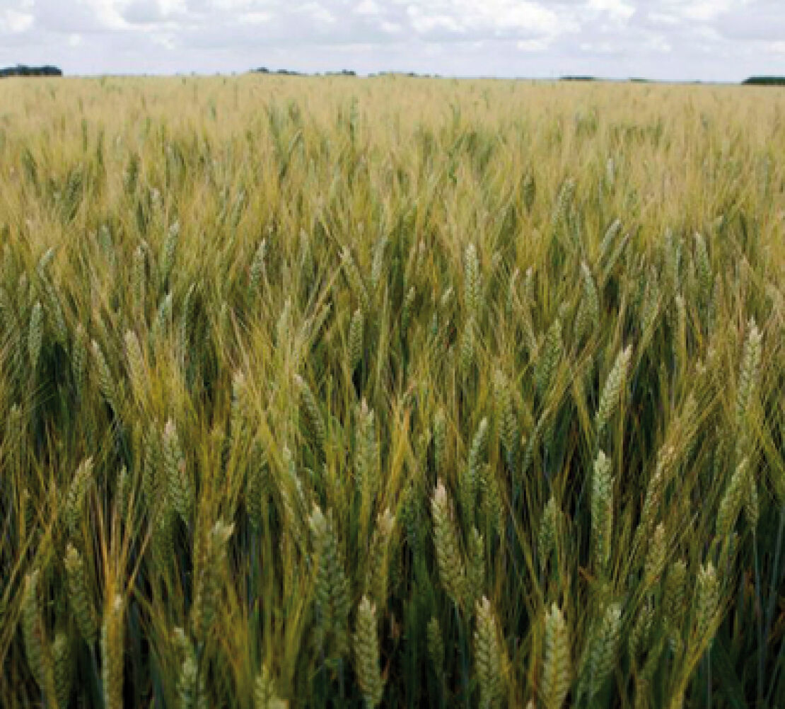 Sambadur csávázott I. fok