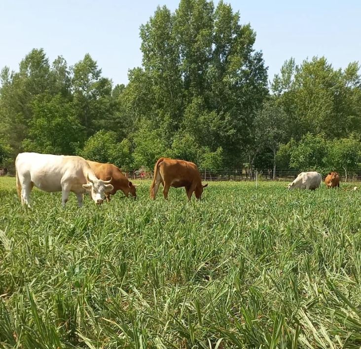 Nutrifeed - indiai köles csávázatlan hibrid