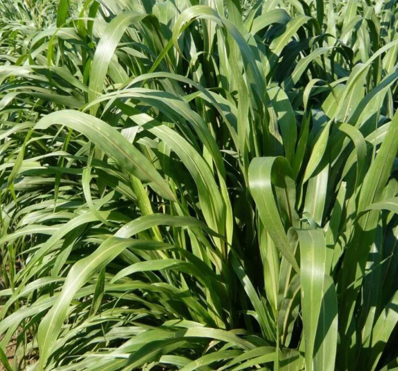 Daily Double - indiai köles csávázatlan hibrid