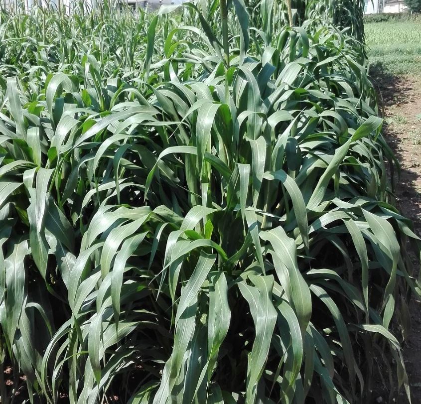 Pampa platino BMR - indiai köles csávázatlan hibrid