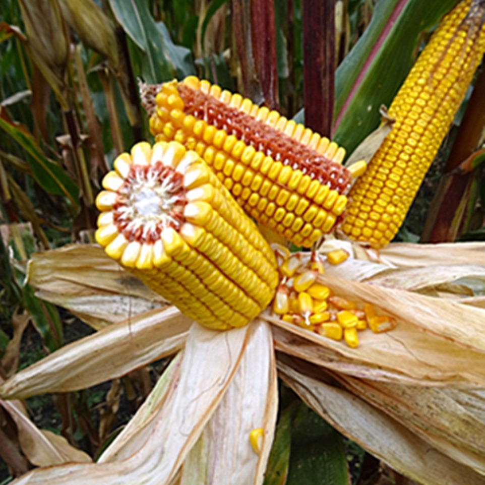 Dorka MGT csávázott