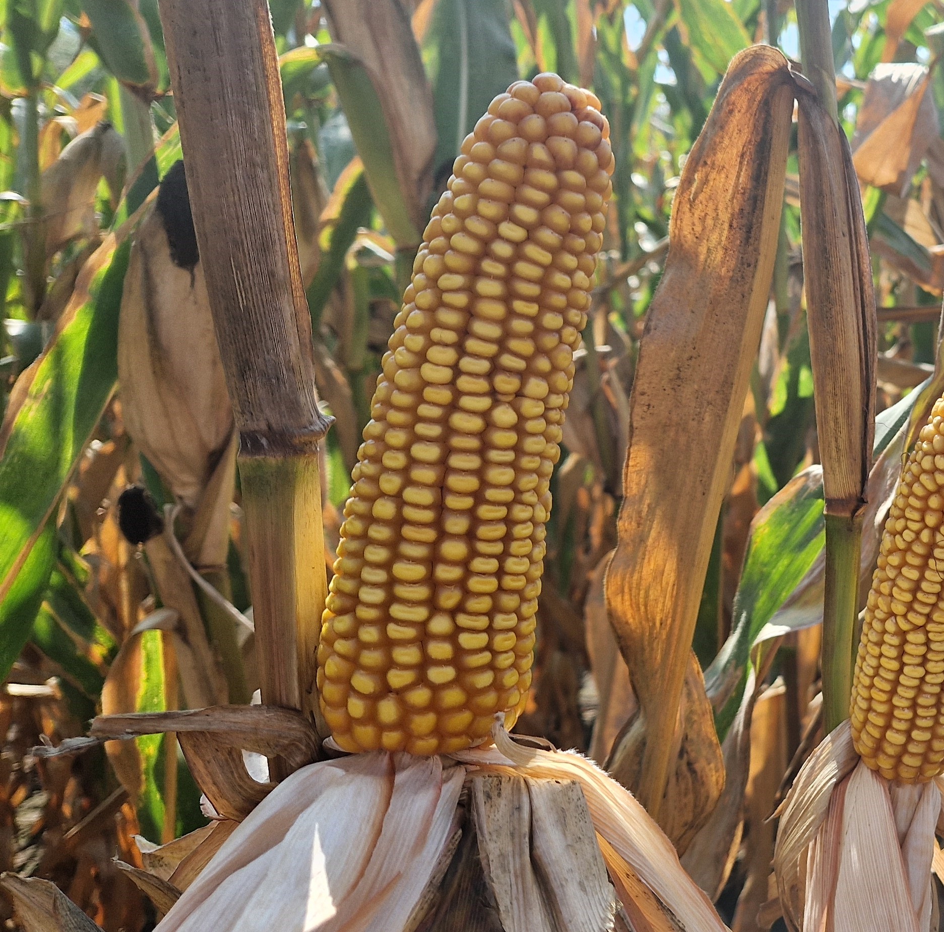 Hanga LM csávázott