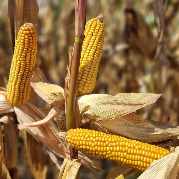 Simonetta LM csávázott