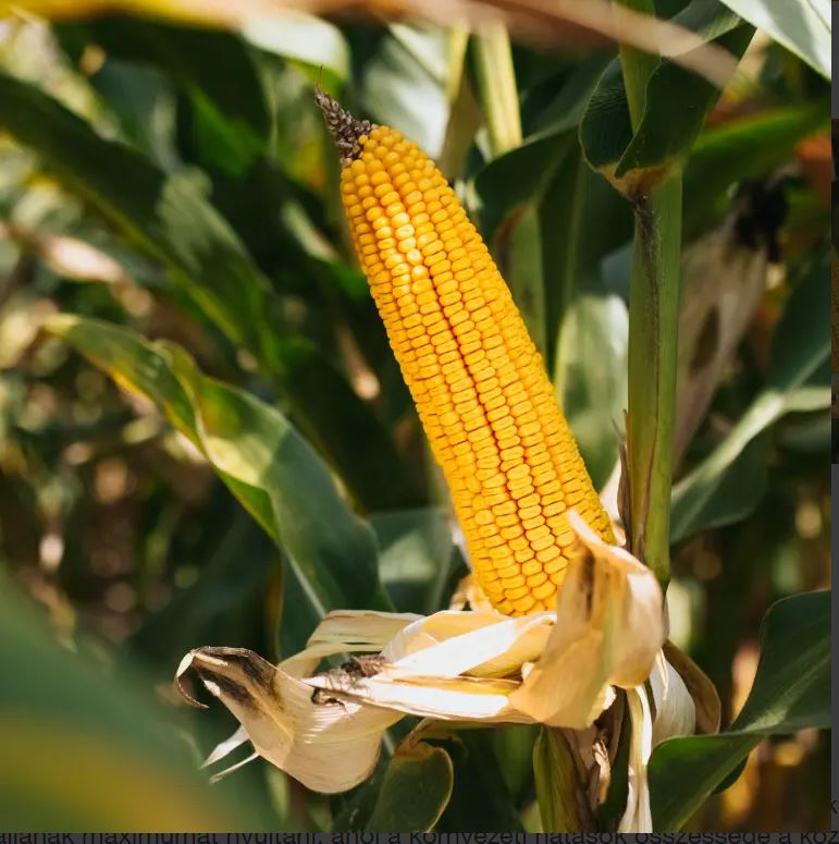 KWS Advisio Initio csávázott+stimulátor +Korit