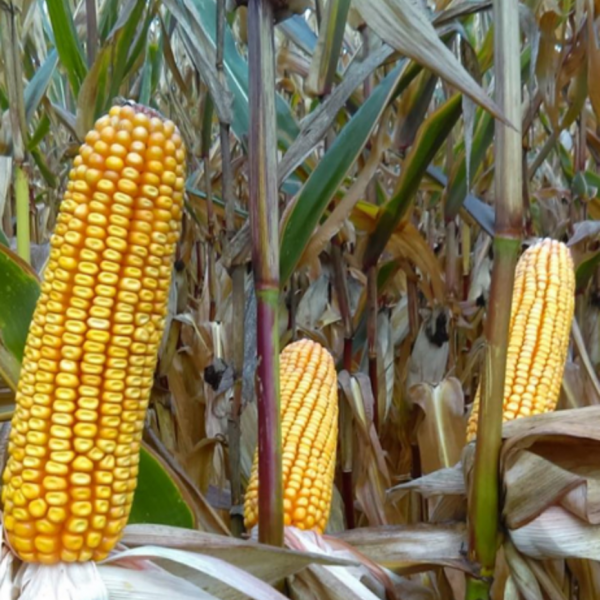 MAS 333 T csávázott