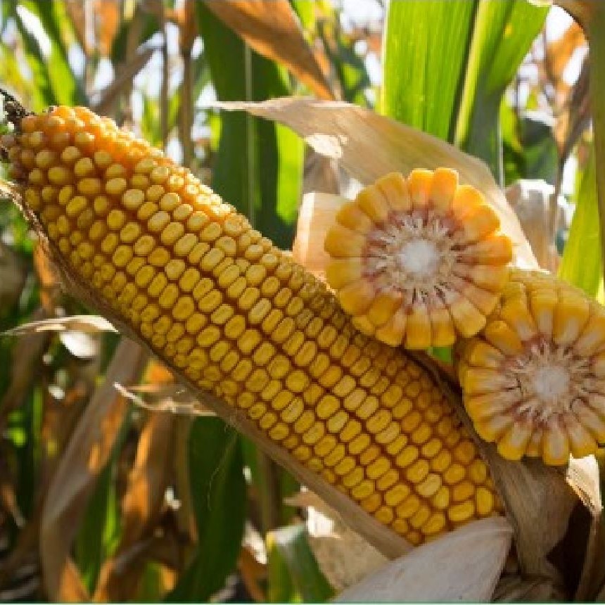 Ajowan csávázott+Korit