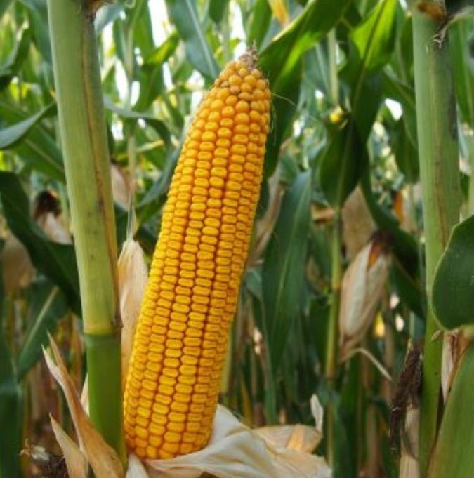 GK Bertalan csávázott