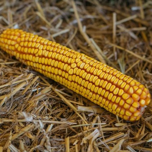 GKT 4464 Duo System csávázott