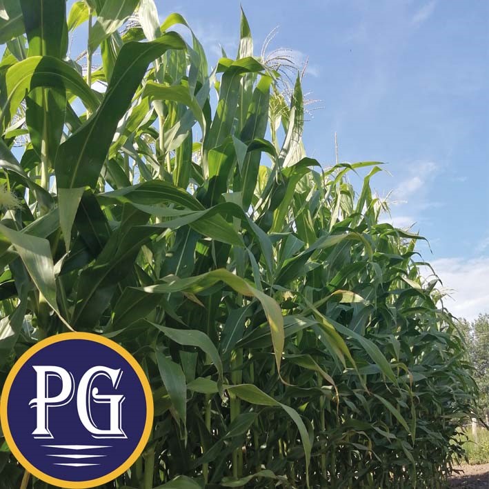 RF 200 csávázott+stimulátor