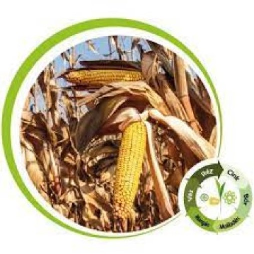 Kiskun 4291 csávázott+stimulátor +Korit