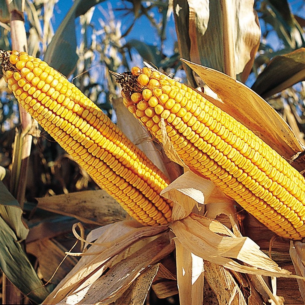 KWS Gento Initio csávázott+stimulátor