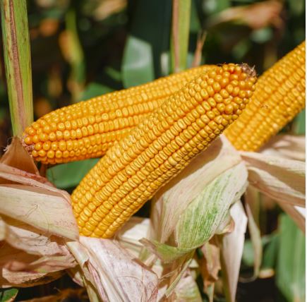 KWS Lemondo Initio csávázott+stimulátor