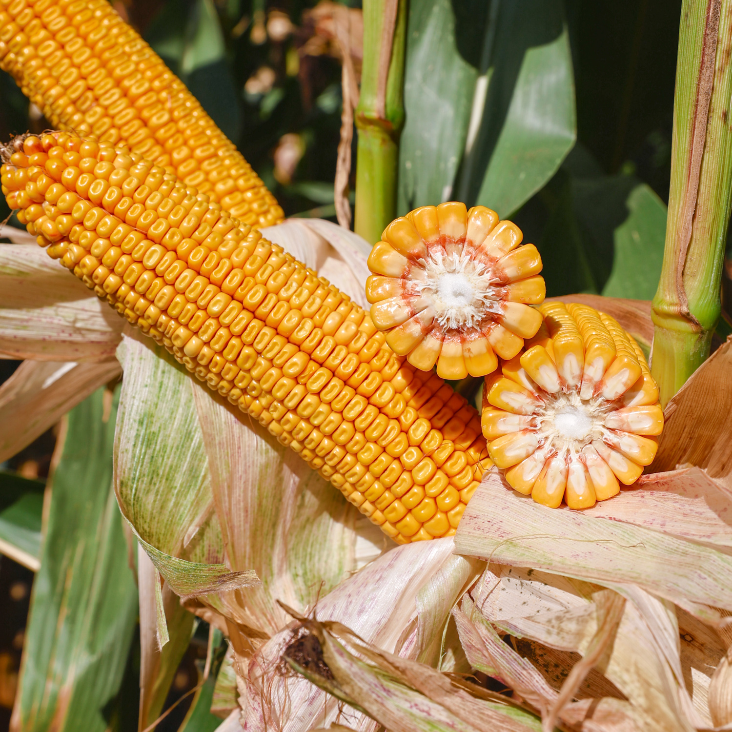 KWS Sevilio Initio csávázott+stimulátor