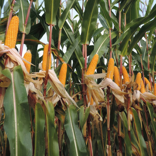 KWS Monumento Initio csávázott+stimulátor +Korit