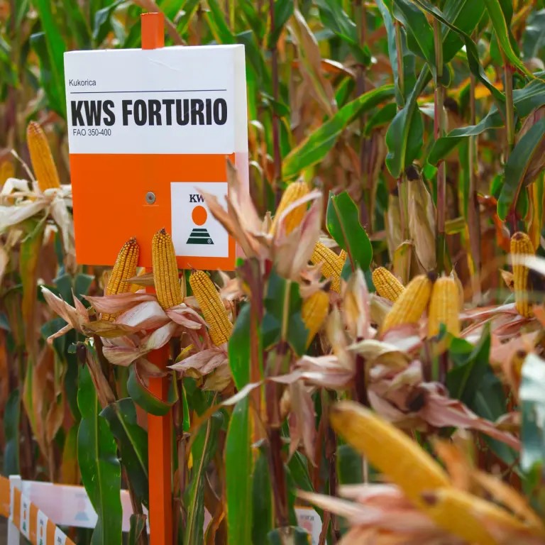 KWS Forturio Initio csávázott+rovarölő +stimulátor