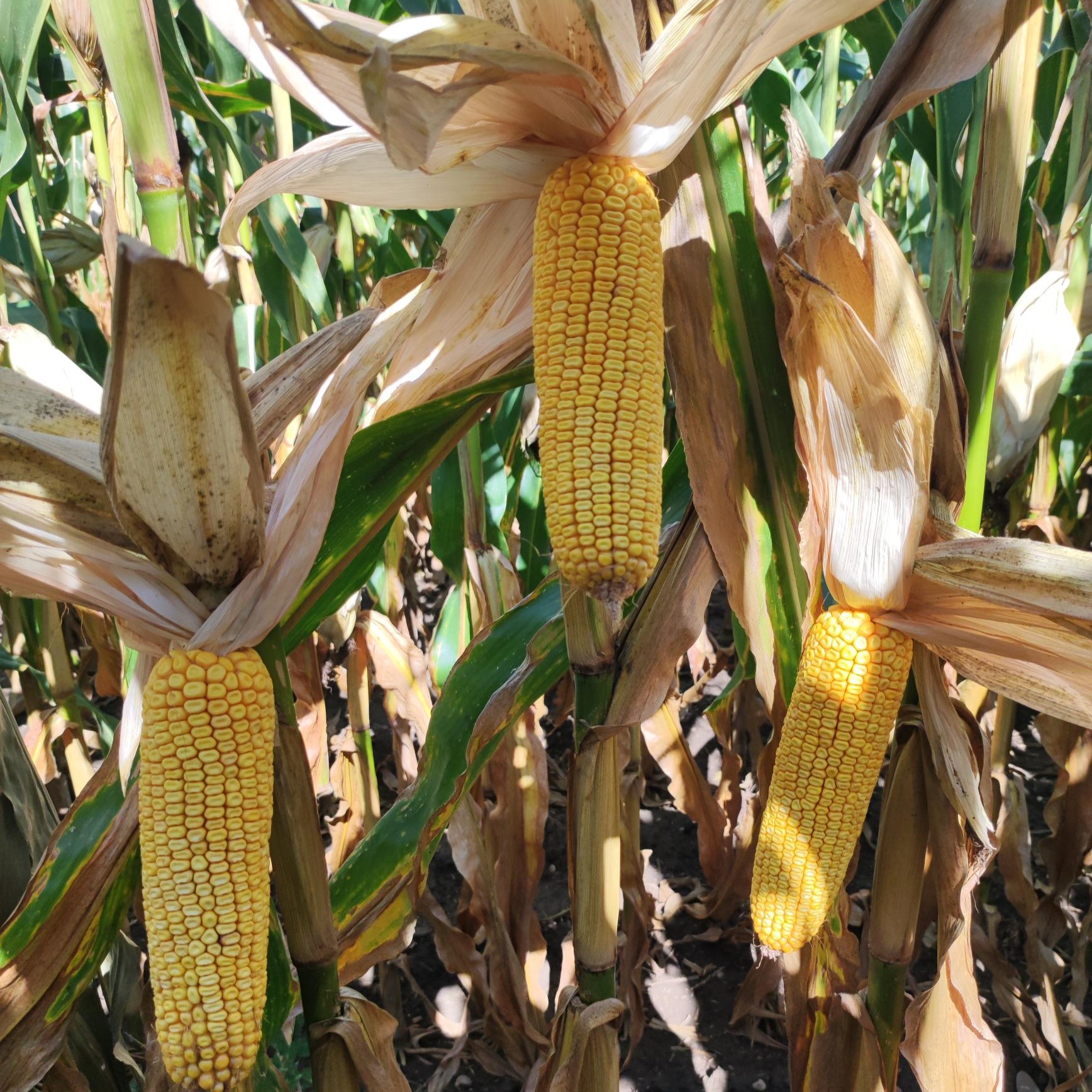 LG 31.389 csávázott+stimulátor