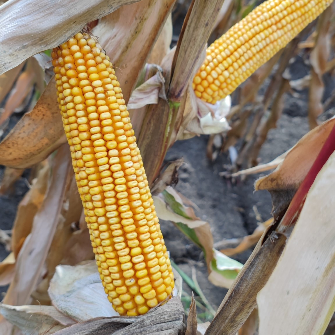 Indem 1397 csávázott+stimulátor