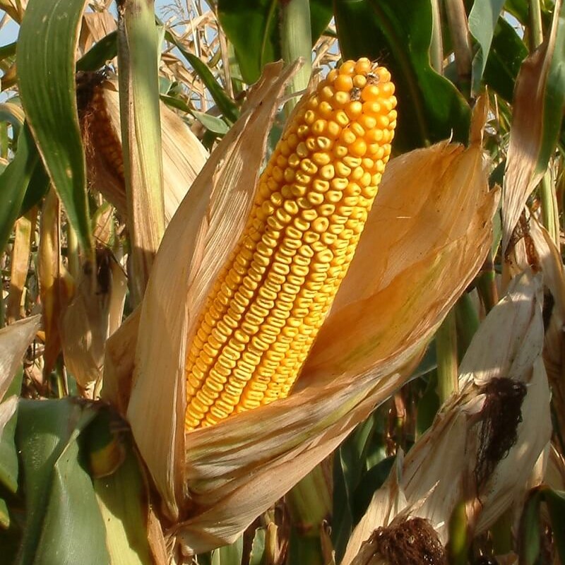 Bizerba csávázott+stimulátor