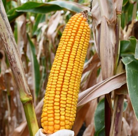 P99474 LumiGEN Insecticide csávázott+rovarölő +stimulátor+Korit