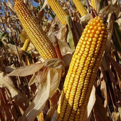 RGT Workx csávázott