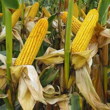 RGT Xxentaur csávázott