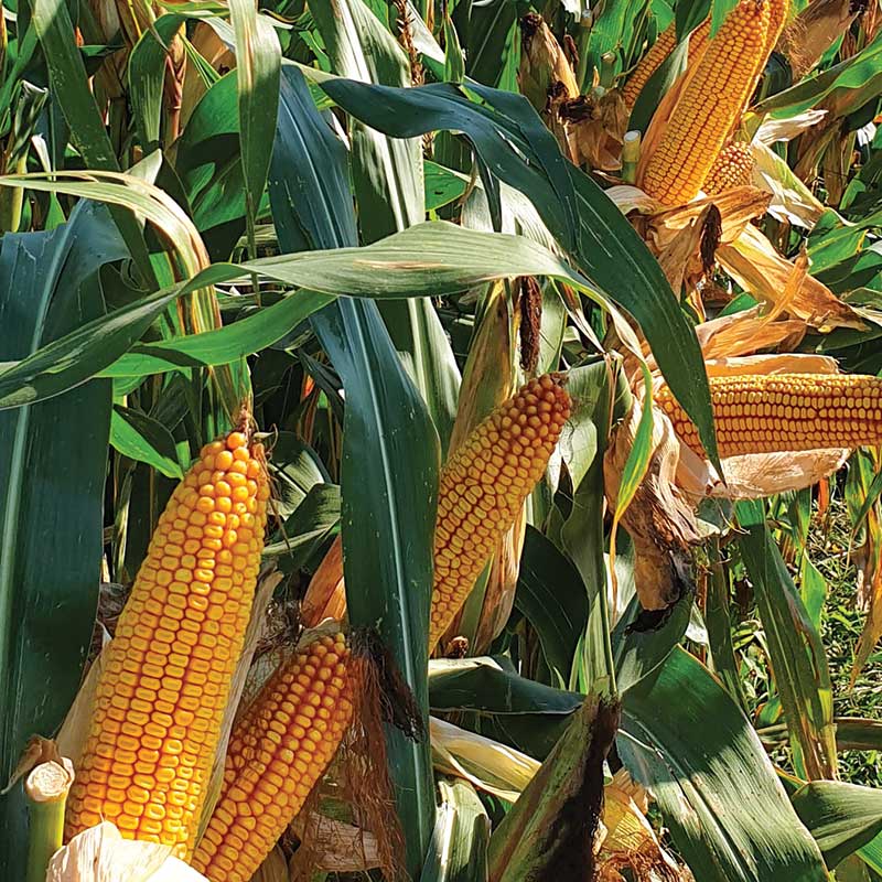 RGT Axxtronaute csávázott