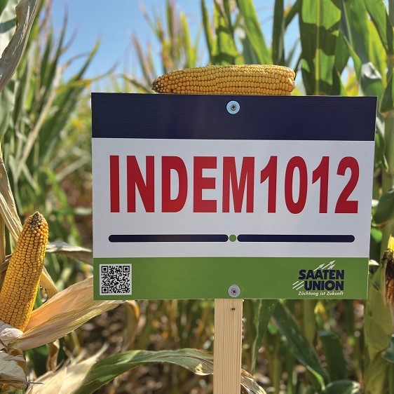 Indem1012 csávázott