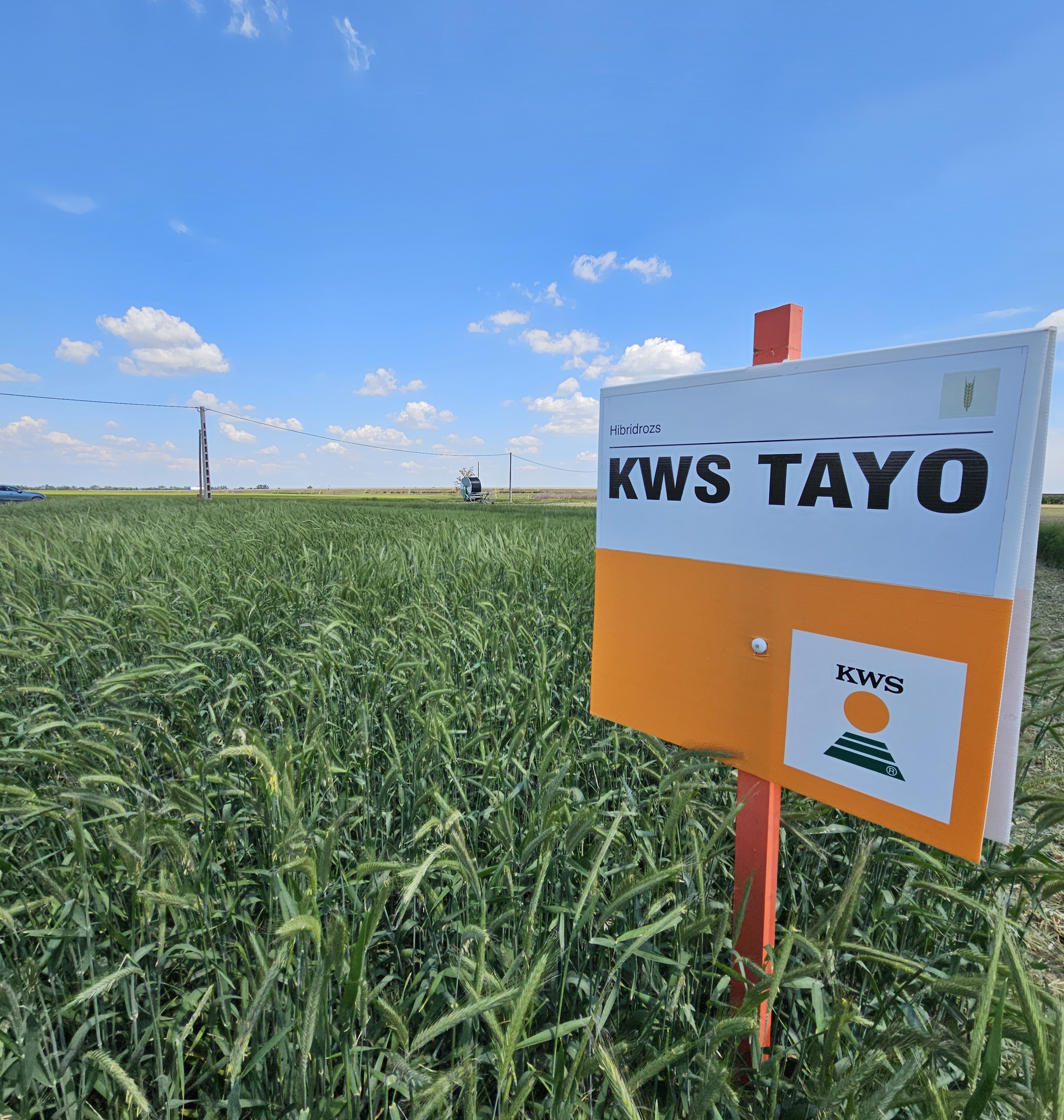 KWS Tayo egyéves csávázott hibrid