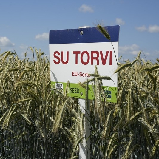 SU Torvi egyéves csávázott hibrid