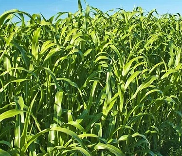 GK Harmat csávázott