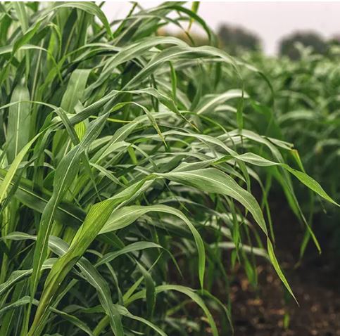 Jumbo Star csávázott