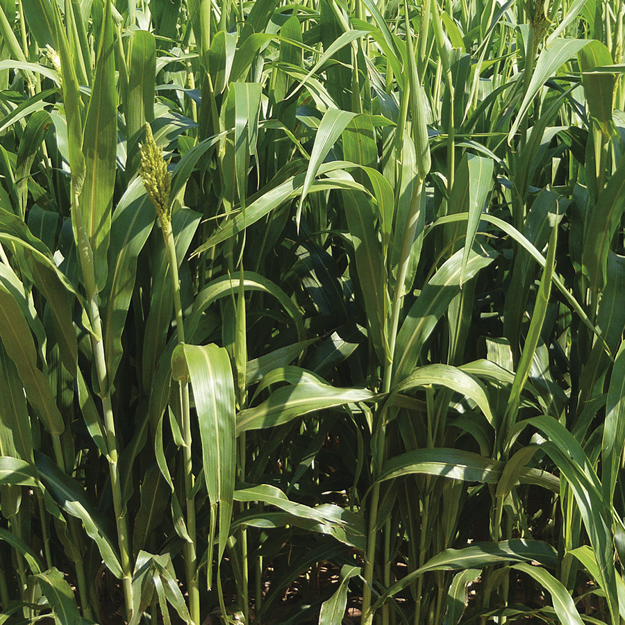 Nutri Honey csávázott