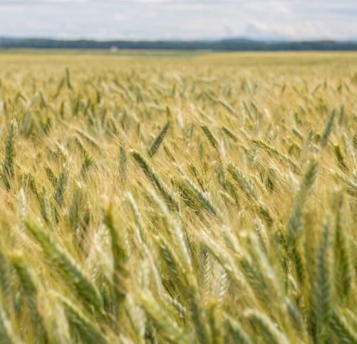 Tricanto Plusz csávázott+stimulátor II. fok