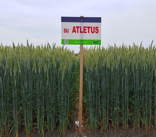 SU Atletus csávázott+stimulátor I. fok