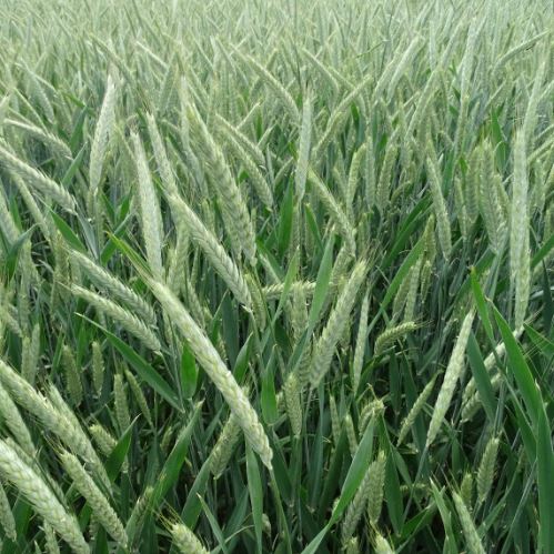 Tribello csávázott II. fok