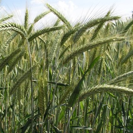 A tritikálé: A hibrid gabona válasza a klímaváltozás mezőgazdasági kihívásaira