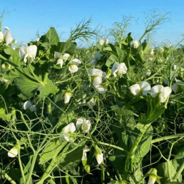 Jumper csávázatlan II. fok