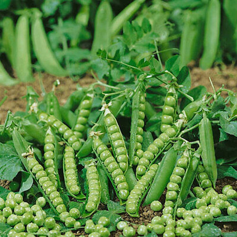 Douce Provence csávázatlan standard