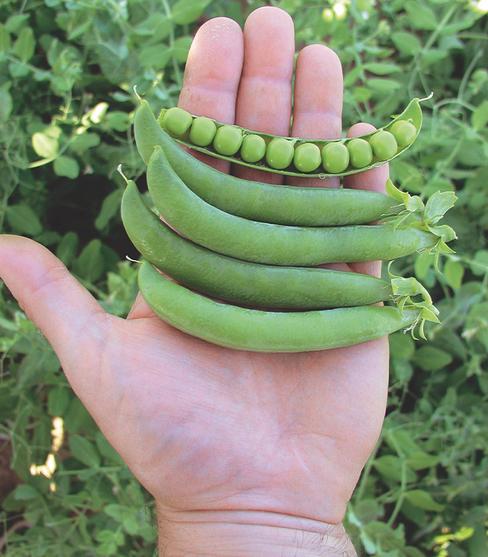 Carlos Oszkár csávázatlan standard