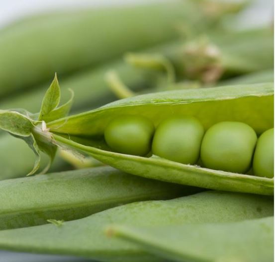 Rajnai törpe csávázatlan standard