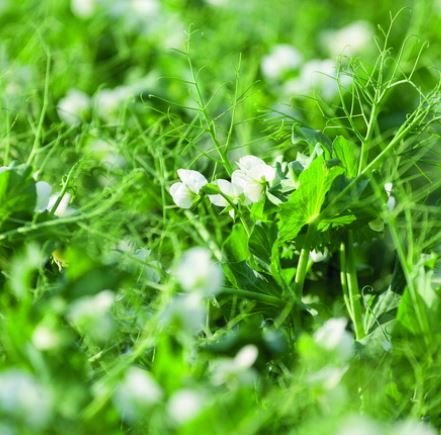 Szarvasi Andrea csávázatlan II. fok