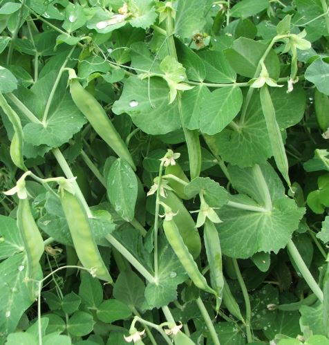 Zsuzsi csávázatlan standard