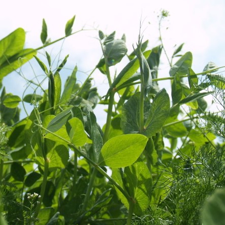 Escrime csávázatlan II. fok