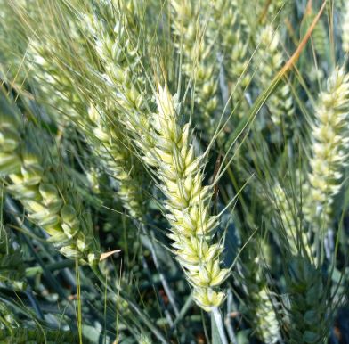 Prestance csávázott II. fok